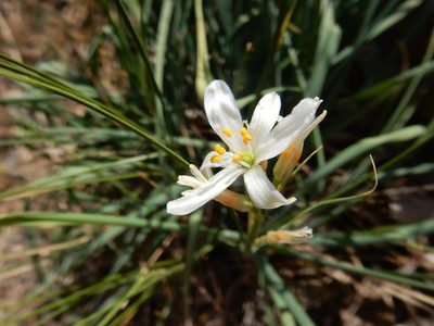 Anthericum liliago, photographed by Petra Caltová