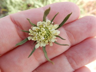 Scabiosa ochroleuca, photographed by Petra Caltová
