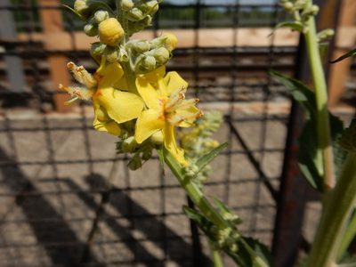 Verbascum lychnitis, photographed by Petra Caltová