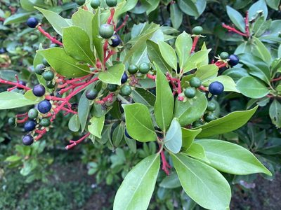 Machilus thunbergii, photographed by 古淑玲
