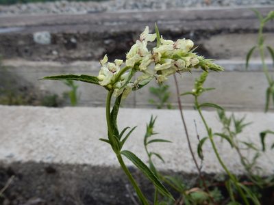 Stachys recta, photographed by Petra Caltová