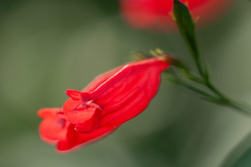 Ruellia brevifolia, photographed by Rolf Lawrenz