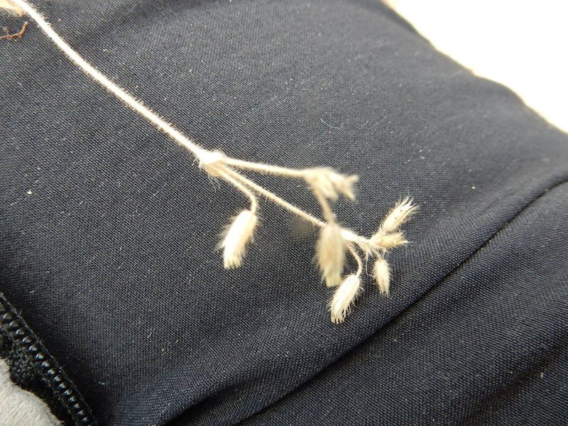 Cerastium brachypetalum, photographed by Petra Caltová