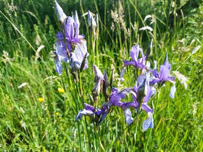 Iris sibirica, photographed by preinzi