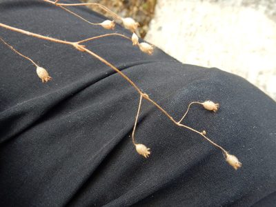 Saxifraga tridactylites, photographed by Petra Caltová
