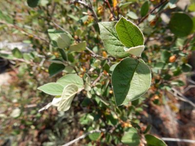 Cotoneaster integerrimus, photographed by Petra Caltová