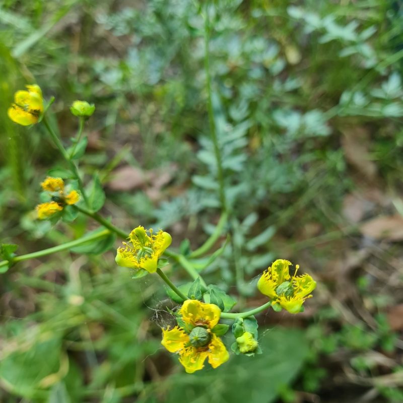 Ruta chalepensis, photographed by Emily Nyenyedzi Davies