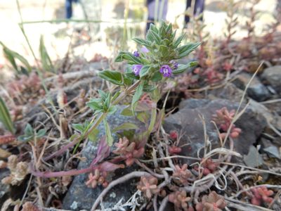 Clinopodium acinos, photographed by Petra Caltová