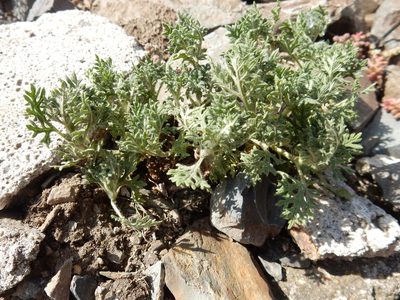 Teucrium botrys, photographed by Petra Caltová