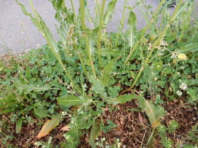 Rumex thyrsiflorus, photographed by Petra Caltová
