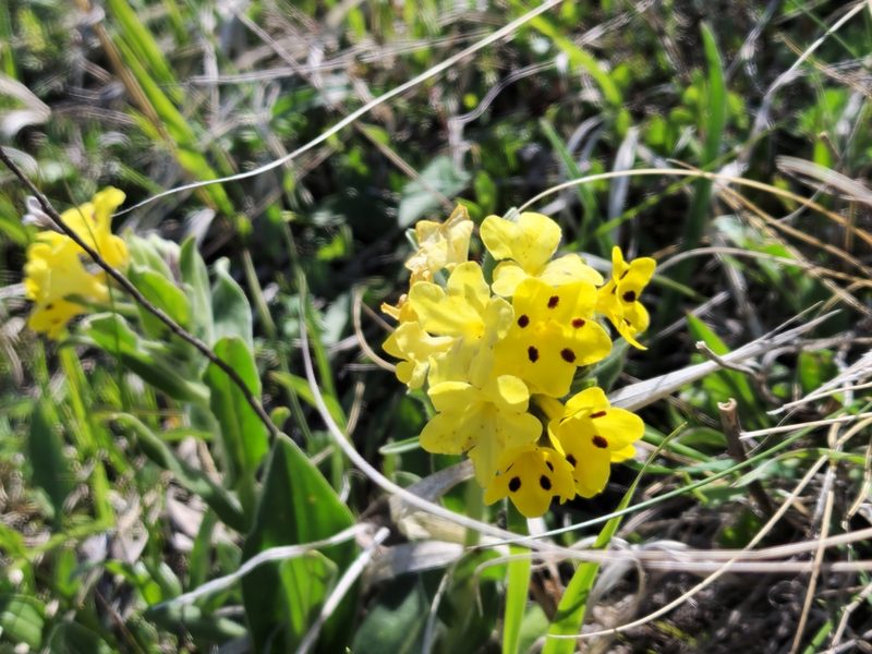 Arnebia pulchra, photographed by Дауд Арсанукаев