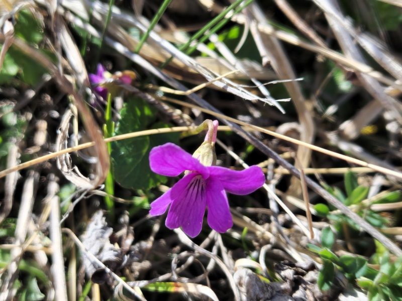 Viola somchetica, photographed by Дауд Арсанукаев
