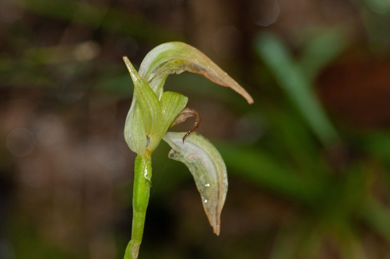 Pterostylis acuminata, photographed by Rolf Lawrenz