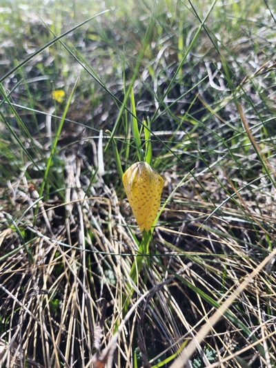 Fritillaria collina, photographed by Дауд Арсанукаев