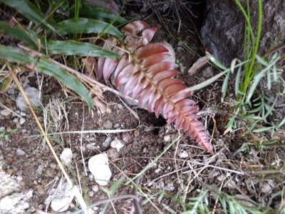 Blechnum occidentale, photographed by Diana Fuentes