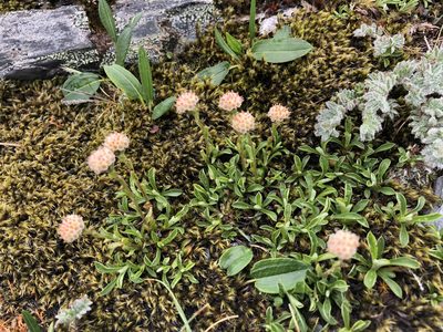 Antennaria monocephala, photographed by Jason Grant