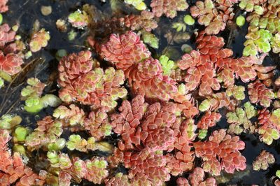 Azolla filiculoides, photographed by Timothy McNitt