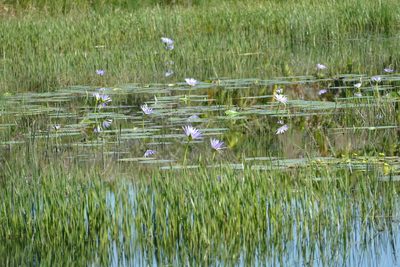 Nymphaea nouchali, photographed by Jean-Paul Boerekamps