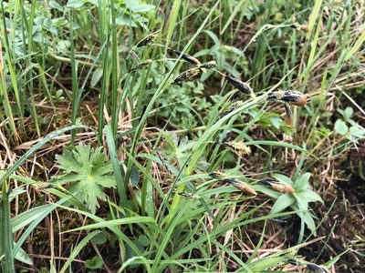 Carex macrochaeta, photographed by Jason Grant
