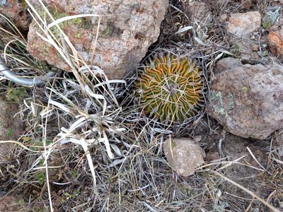 Stenocactus dichroacanthus, photographed by Diana Fuentes