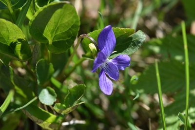 Viola canina, photographed by Марина Садыкова