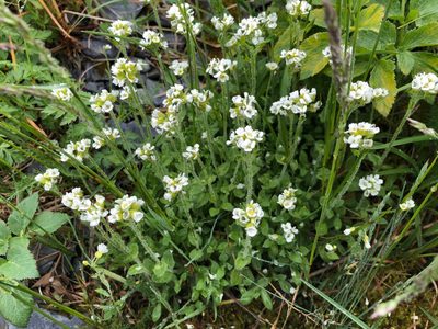 Draba borealis, photographed by Jason Grant