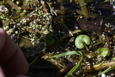 Hydrocharis morsus-ranae, photographed by Марина Садыкова