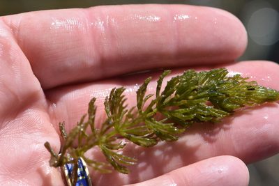 Ceratophyllum demersum, photographed by Марина Садыкова