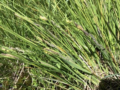 Carex lenticularis, photographed by Jason Grant