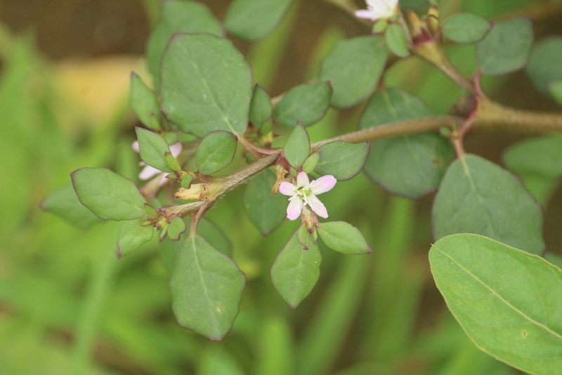 Trianthema portulacastrum, photographed by Haneesh K M