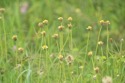 Tridax procumbens, photographed by Haneesh K M