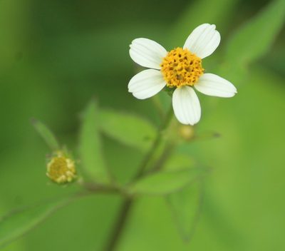 Bidens alba, photographed by Haneesh K M