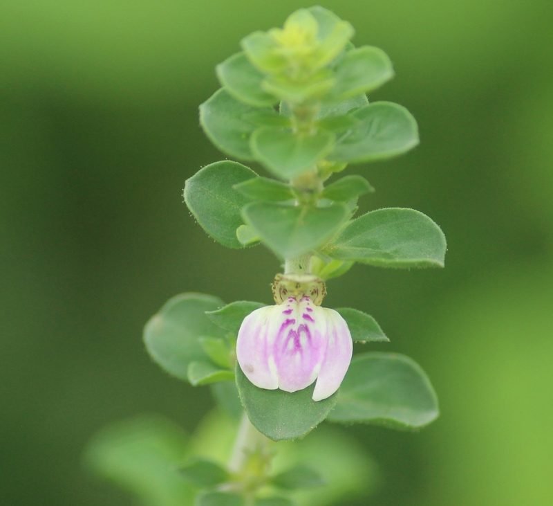 Justicia glauca, photographed by Haneesh K M