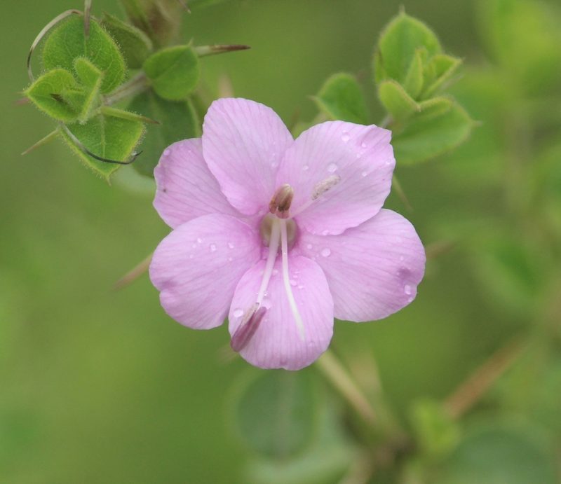 Barleria mysorensis, photographed by Haneesh K M