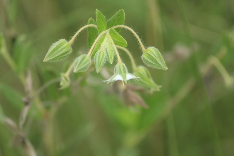 Trichodesma zeylanicum, photographed by Haneesh K M