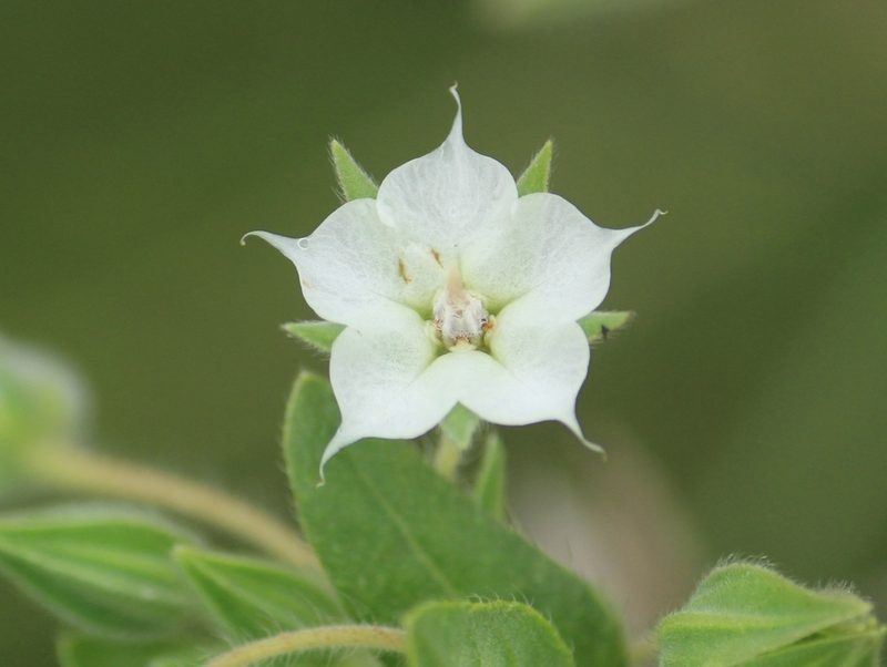 Trichodesma indicum, photographed by Haneesh K M