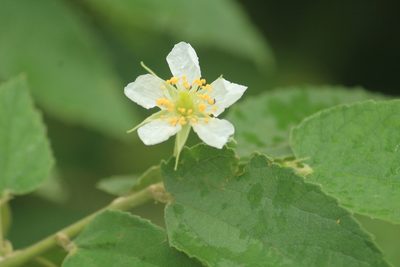 Muntingia calabura, photographed by Haneesh K M