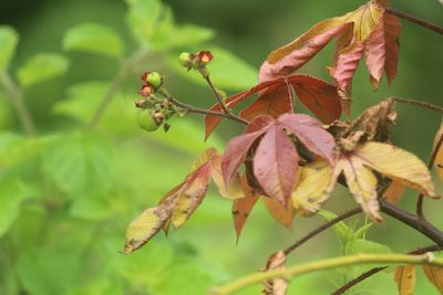 Jatropha gossypiifolia, photographed by Haneesh K M