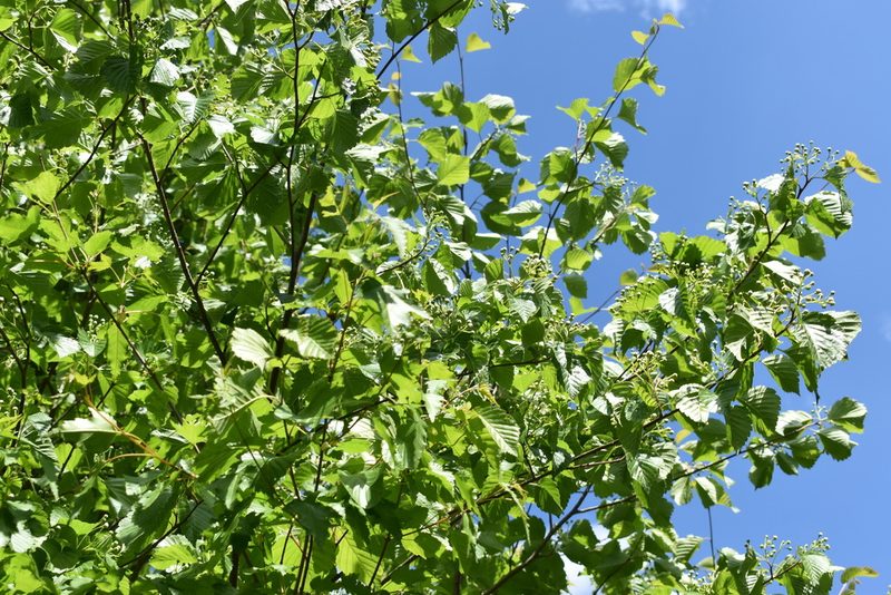 Alniaria alnifolia, photographed by Repina Tatyana