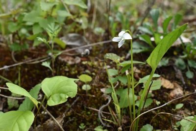 Viola patrinii, photographed by Repina Tatyana