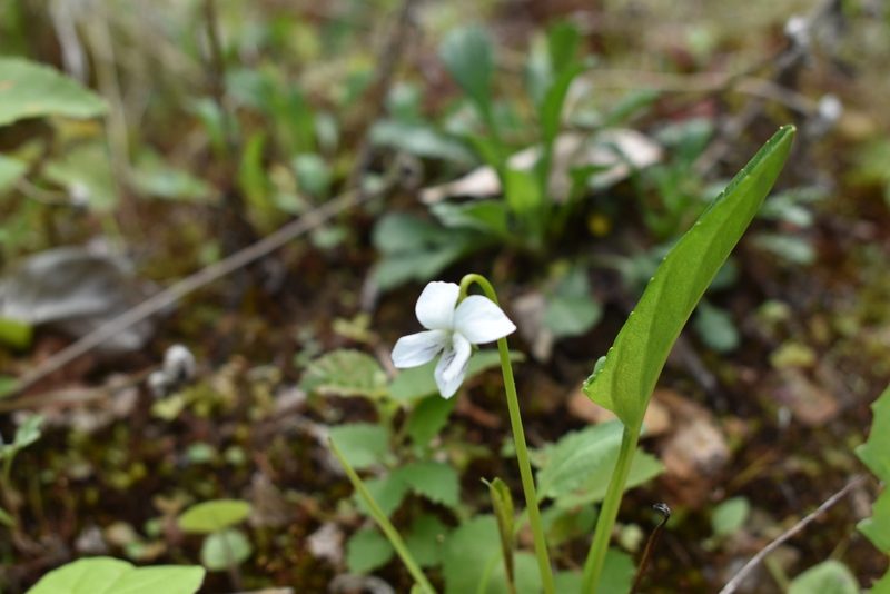 Viola patrinii, photographed by Repina Tatyana