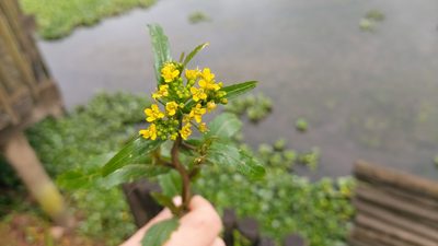 Rorippa amphibia, photographed by Elizabete Marchante