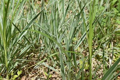 Phalaris arundinacea, photographed by Repina Tatyana