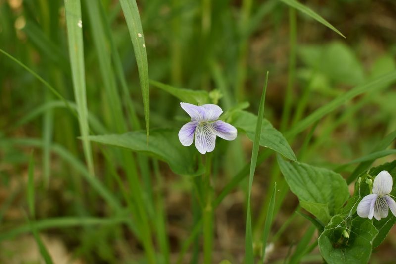 Viola acuminata, photographed by Repina Tatyana