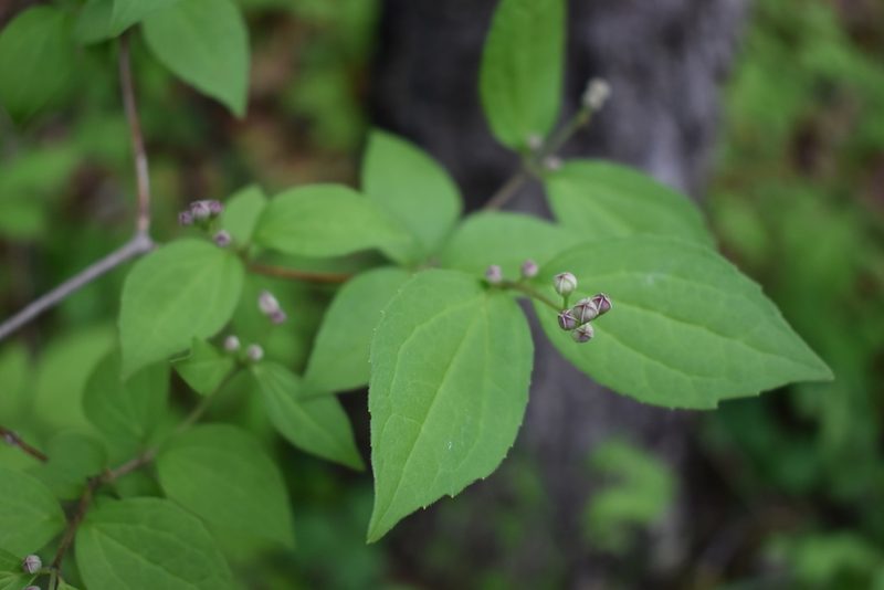 Philadelphus tenuifolius, photographed by Repina Tatyana