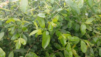 Salix atrocinerea, photographed by Elizabete Marchante