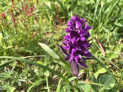 Dactylorhiza aristata, photographed by Jason Grant