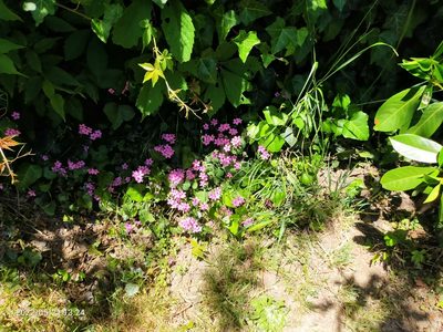 Oxalis articulata, photographed by AnimalObserverDeniz321