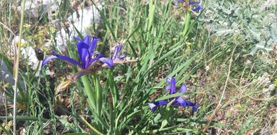 Iris sintenisii, photographed by Leonardo Ancillotto