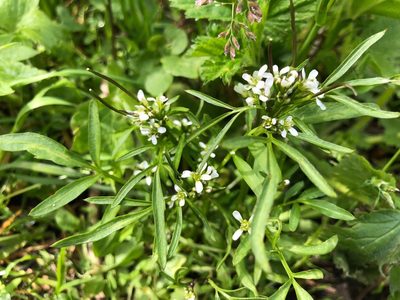 Cardamine umbellata, photographed by Jason Grant